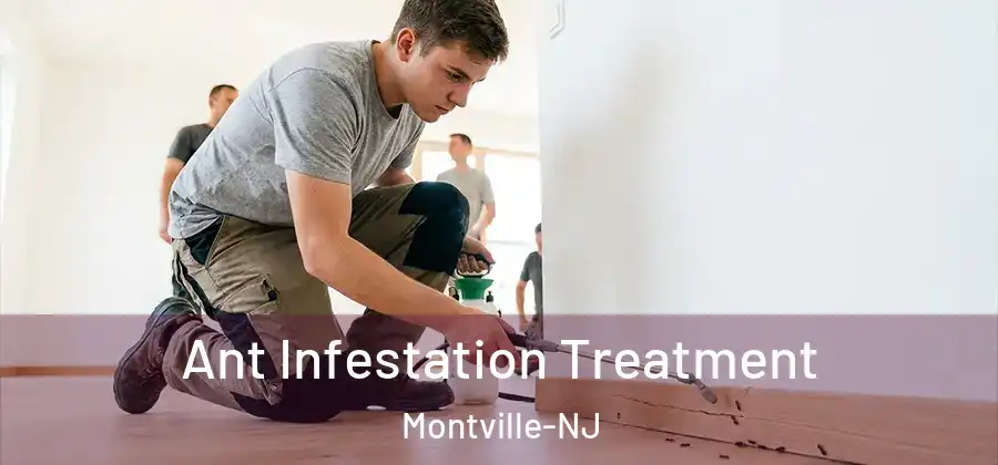 Ant Infestation Treatment Montville-NJ