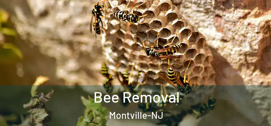  Bee Removal Montville-NJ