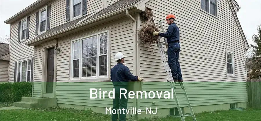 Bird Removal Montville-NJ
