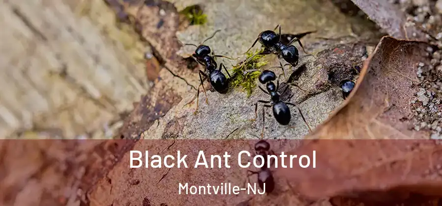Black Ant Control Montville-NJ