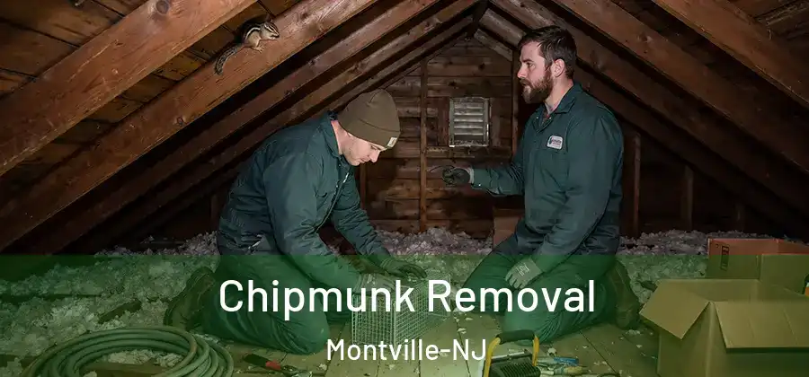  Chipmunk Removal Montville-NJ