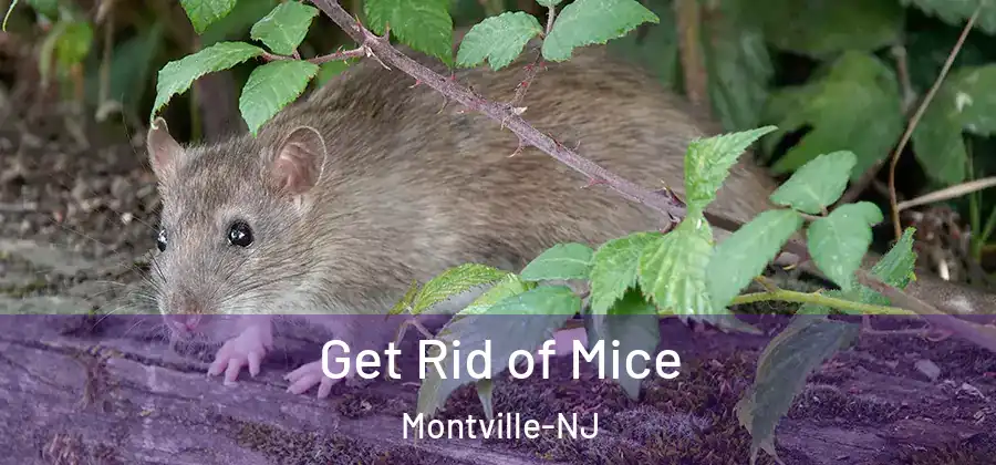  Get Rid of Mice Montville-NJ