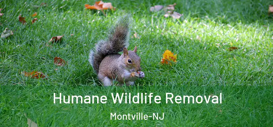 Humane Wildlife Removal Montville-NJ