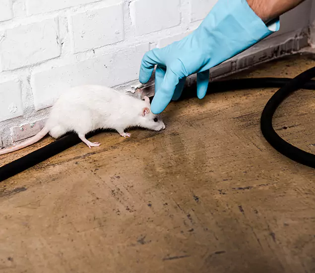 Your Pest Control Partner in Montville, NJ