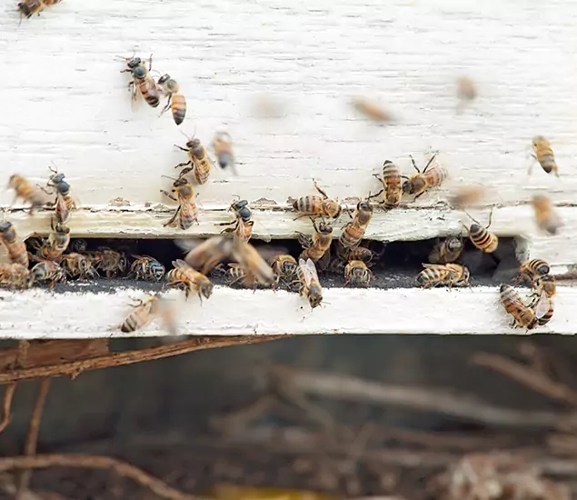Trusted Termite Exterminator Experts You Can Rely On in Montville, NJ
