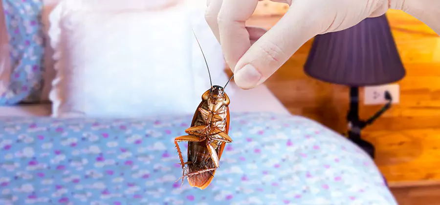 Fast Roach Elimination in Montville