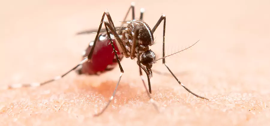 Pond Mosquito Control and Water Treatment in Montville