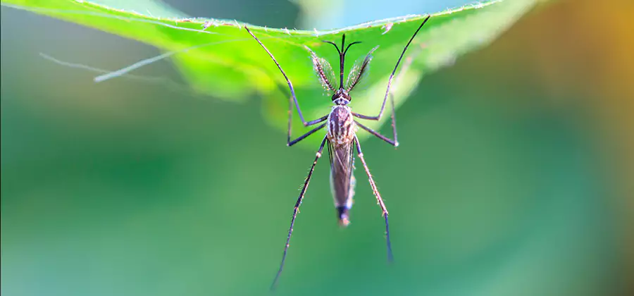 Home Defense Insect Killer in Montville