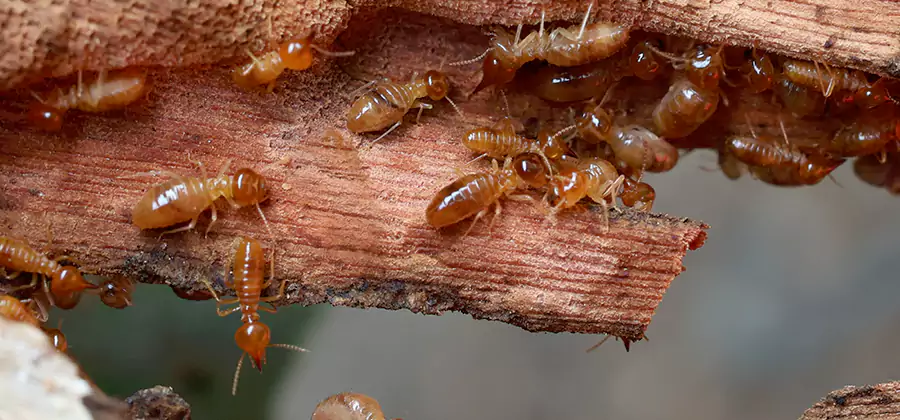 Termite Pest Management in Montville