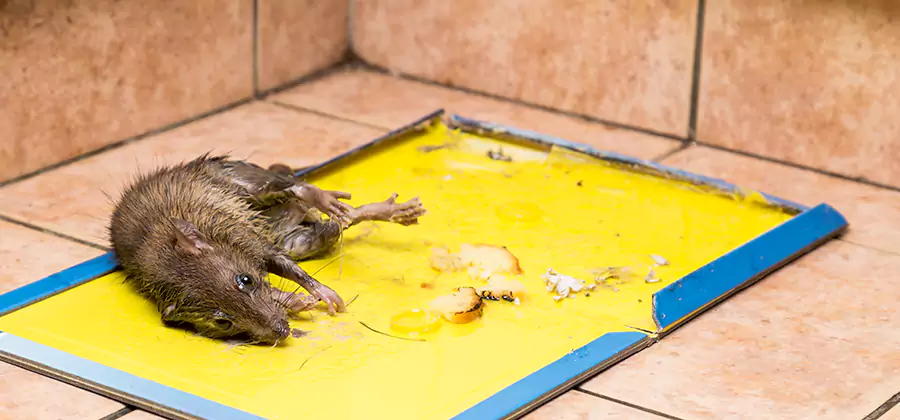 Rat Trapping Service In Montville