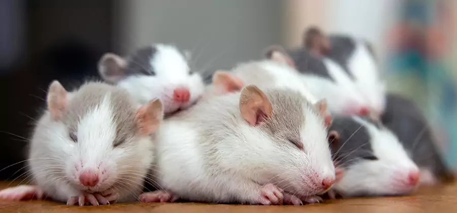 Rat Infestation Exclusion Service in Montville