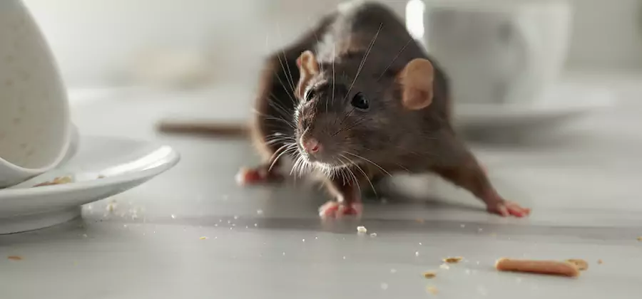 Attic Rat Exclusion Service in Montville