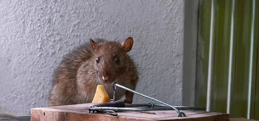 Rodent Proofing Service in Montville