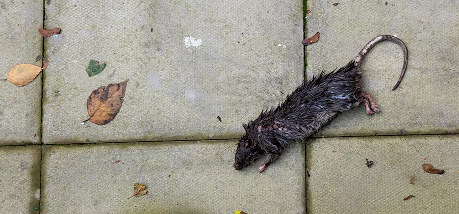 Rodent inspection service in Montville