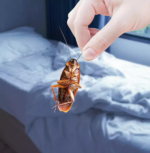 Why Choose Montville Pest Control Pro for Bed Bug Extermination in Montville, NJ?