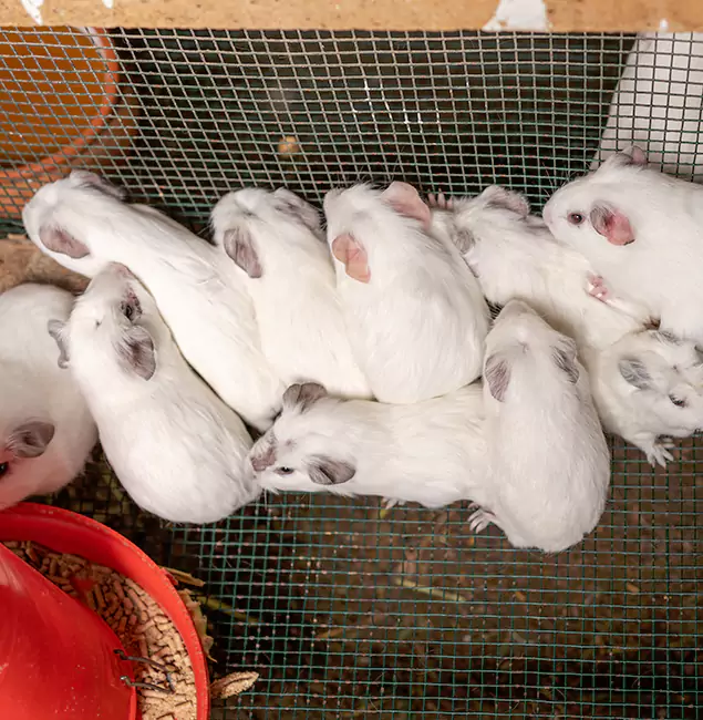 Why Choose Montville Pest Control Pro for Rat Infestation in Montville, NJ?
