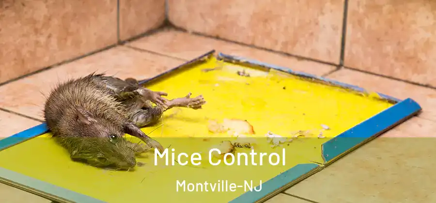  Mice Control Montville-NJ