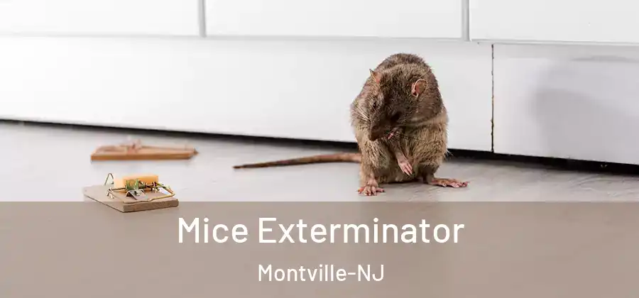 Mice Exterminator Montville-NJ