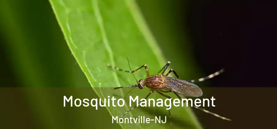 Mosquito Management Montville-NJ