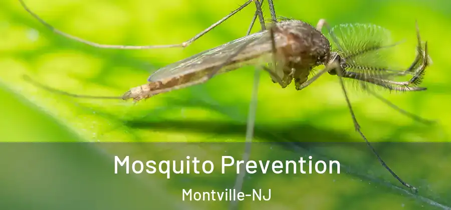 Mosquito Prevention Montville-NJ