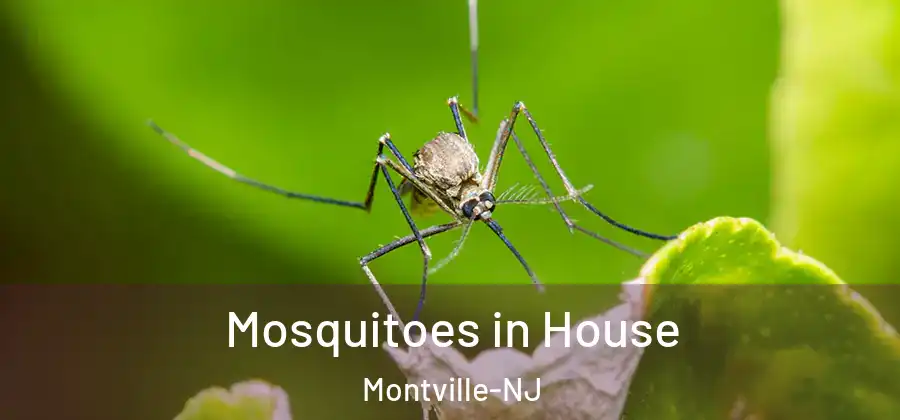 Mosquitoes in House Montville-NJ