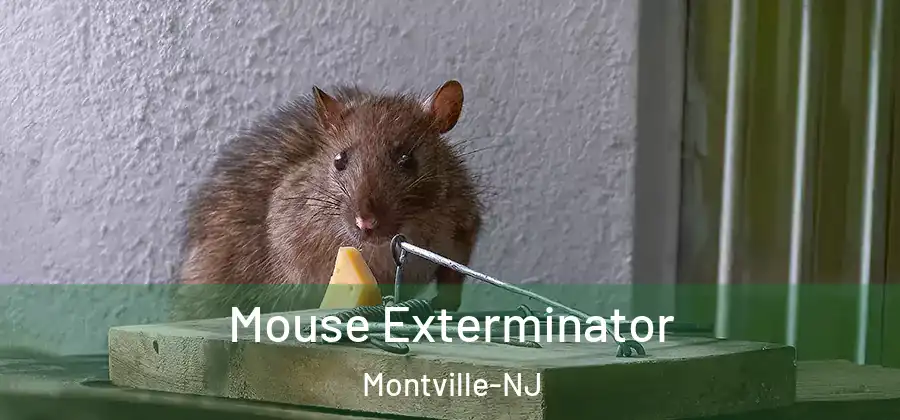  Mouse Exterminator Montville-NJ