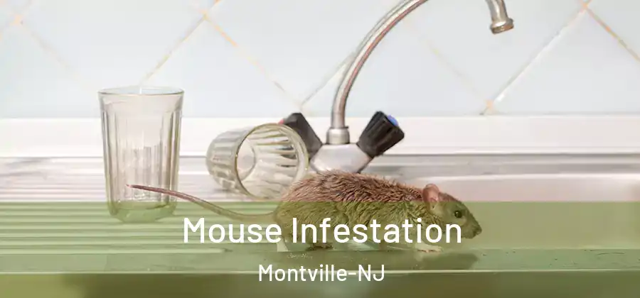  Mouse Infestation Montville-NJ