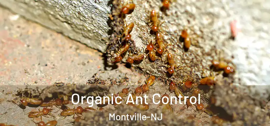 Organic Ant Control Montville-NJ
