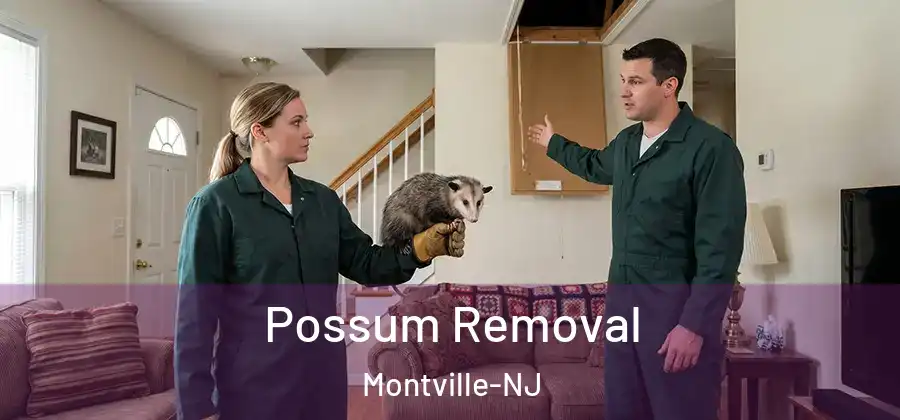 Possum Removal Montville-NJ