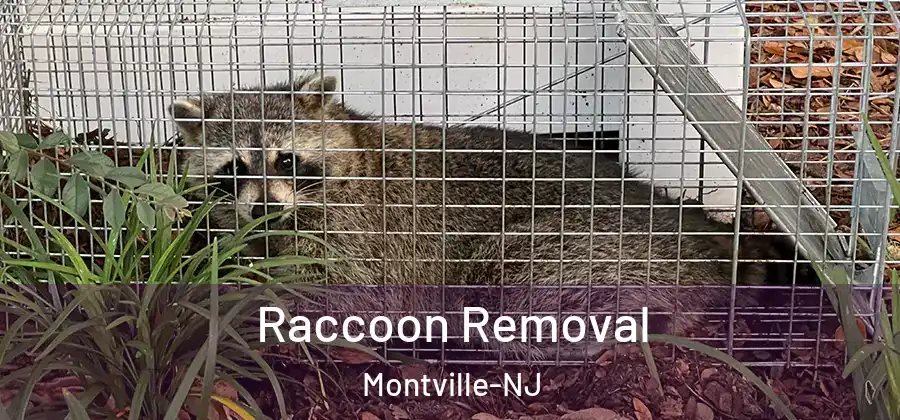 Raccoon Removal Montville-NJ