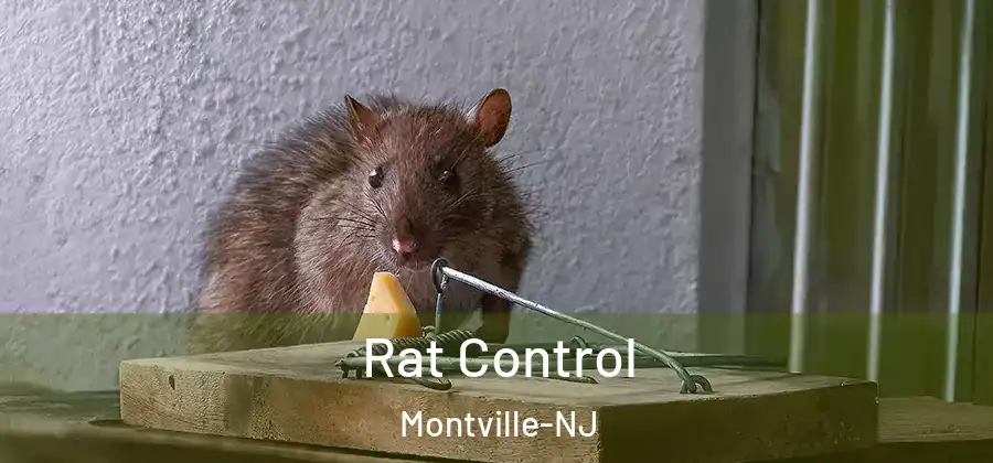 Rat Control Montville-NJ