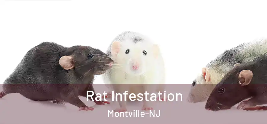 Rat Infestation Montville-NJ