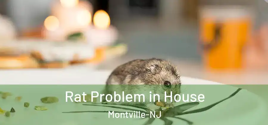 Rat Problem in House Montville-NJ