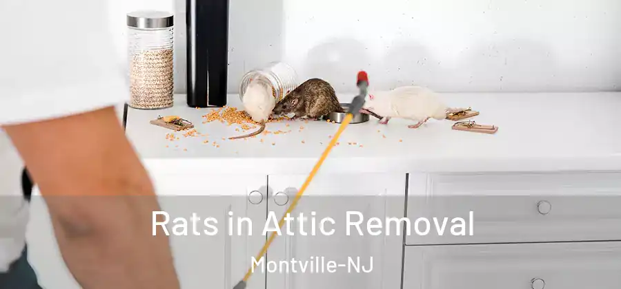 Rats in Attic Removal Montville-NJ