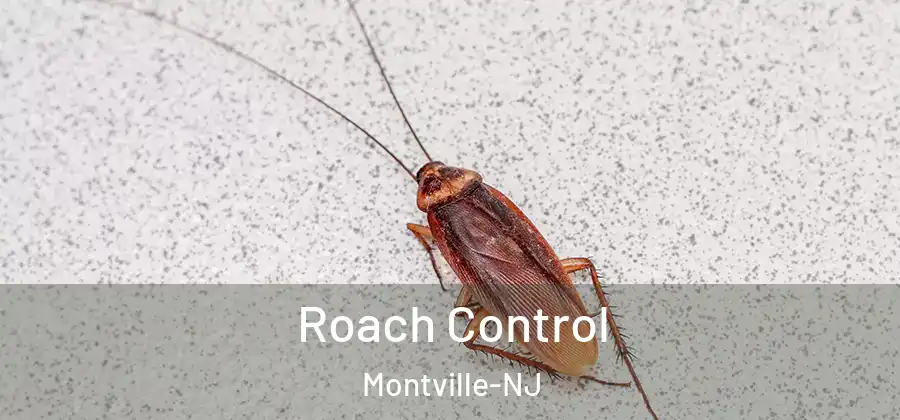 Roach Control Montville-NJ