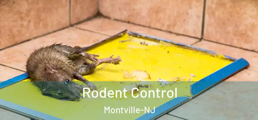 Rodent Control Montville-NJ