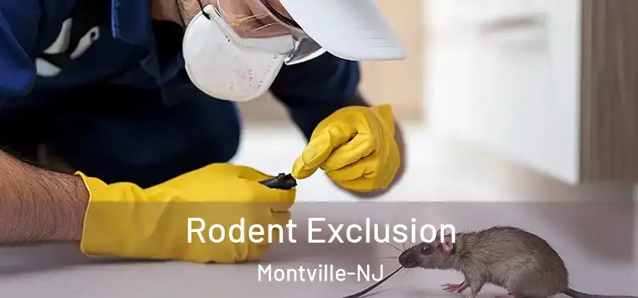 Rodent Exclusion Montville-NJ