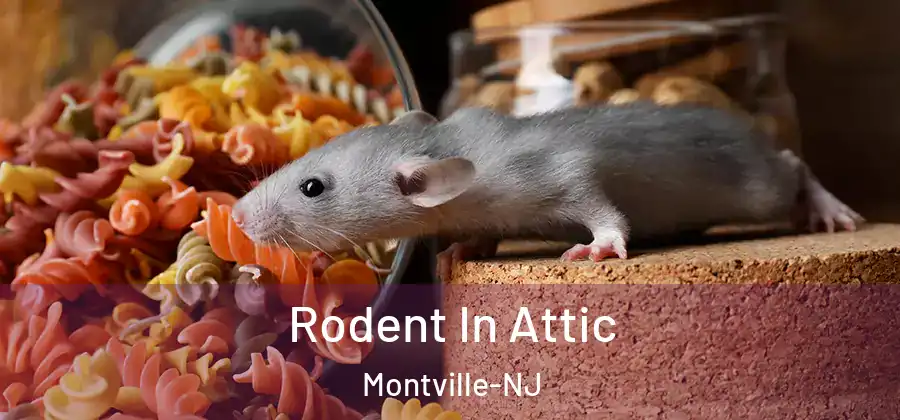  Rodent In Attic Montville-NJ
