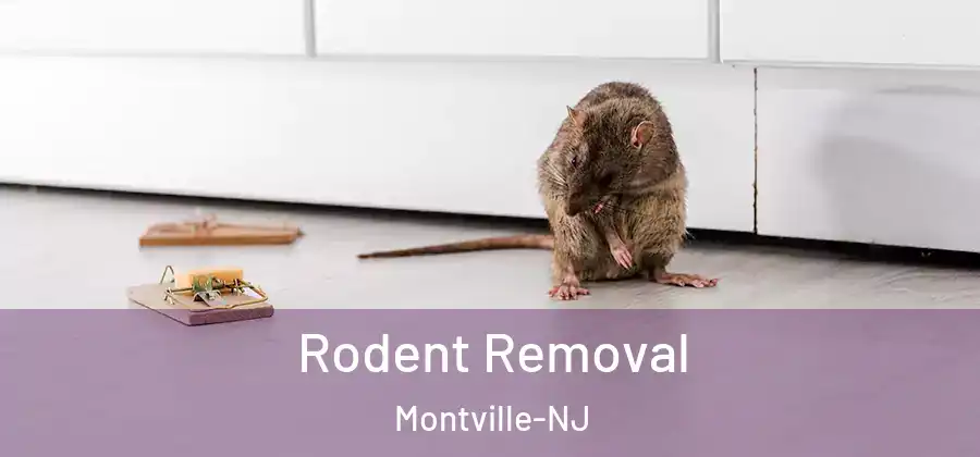  Rodent Removal Montville-NJ