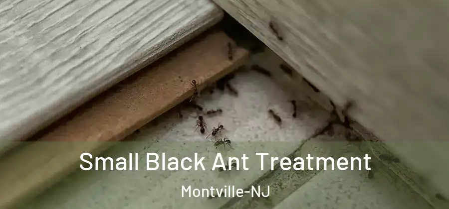 Small Black Ant Treatment Montville-NJ