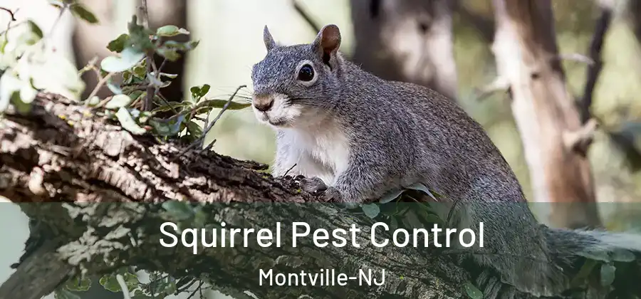  Squirrel Pest Control Montville-NJ