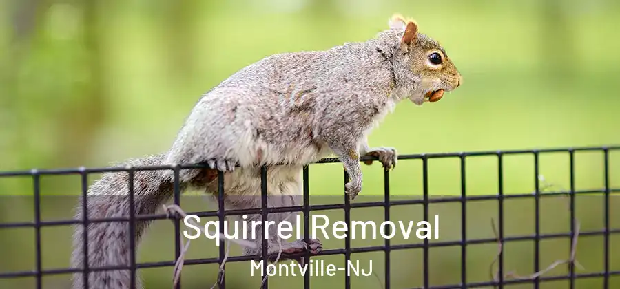 Squirrel Removal Montville-NJ