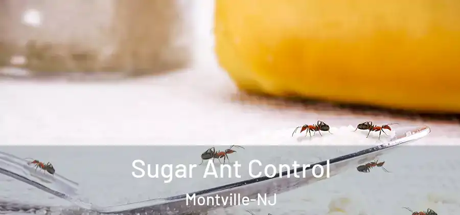 Sugar Ant Control Montville-NJ