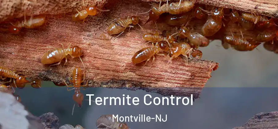  Termite Control Montville-NJ