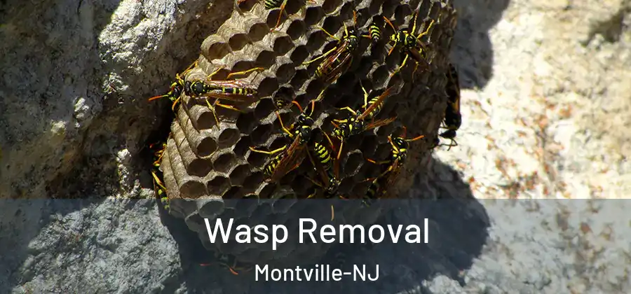 Wasp Removal Montville-NJ